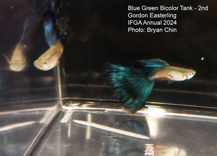 guppy blue green bicolor